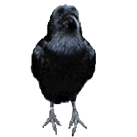 a raven speaking in a looping animation
